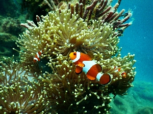 Animal Friday - Fish